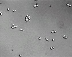 Yeast cells